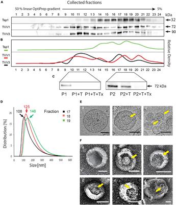 Double-Stranded RNA Viruses Are Released From Trichomonas vaginalis Inside Small Extracellular Vesicles and Modulate the Exosomal Cargo